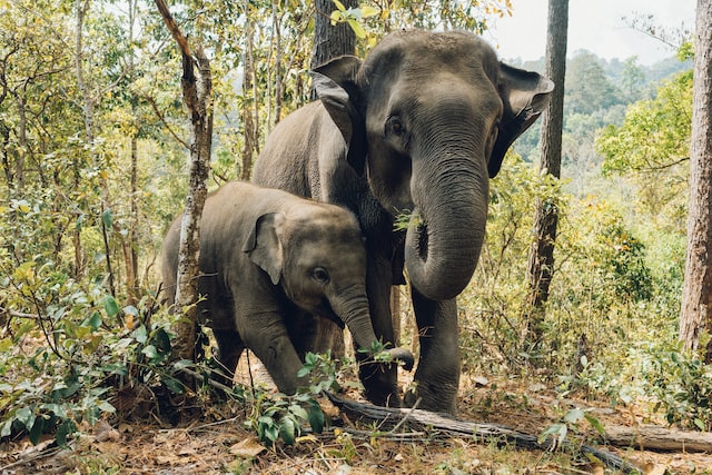 frivilligt arbejde med elefanter